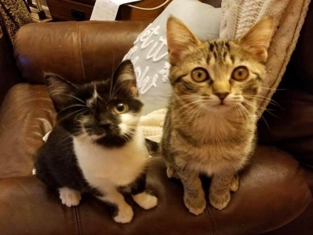 獨眼小賓士與害羞小虎斑成為好朋友（圖／IG@here_kitty_kitty_rescue）