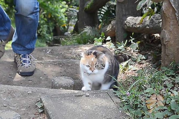 小胖貓為了減肥與主人一起爬山　還變成山頂吉祥物！