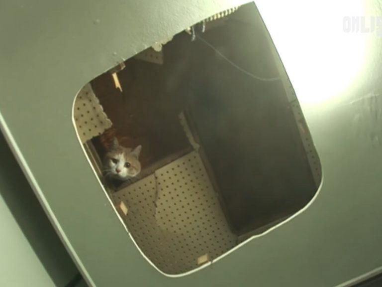 一隻可愛的橘白貓躲在大樓樓梯間的牆裡長達兩年（圖／翻攝自FB@SBS TV동물농장x애니멀봐）