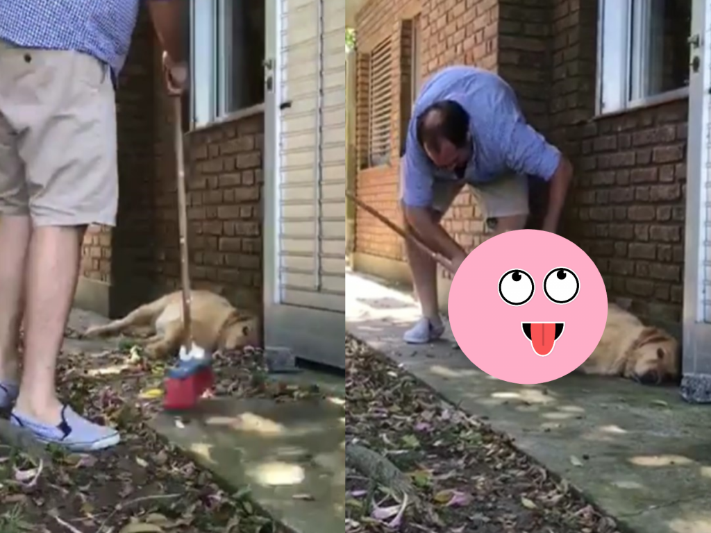 狗狗遇見主人掃落葉也不想起來（圖／FB@Lucho Bugallo）
