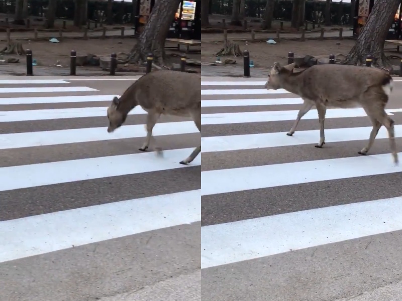 奈良鹿過馬路小心停看聽　見車禮讓還鞠躬網驚：超有禮貌！