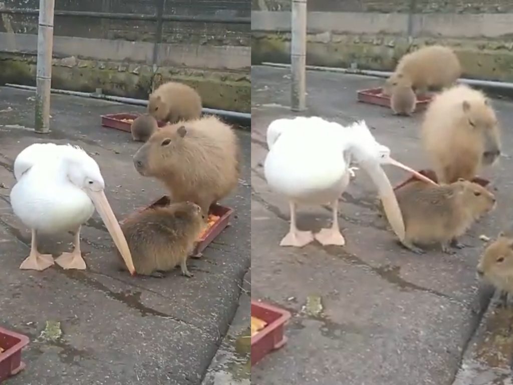 鵜鶘：J個屁屁……看起來hen不錯耶。（圖／Twitter@n_dancapy） 