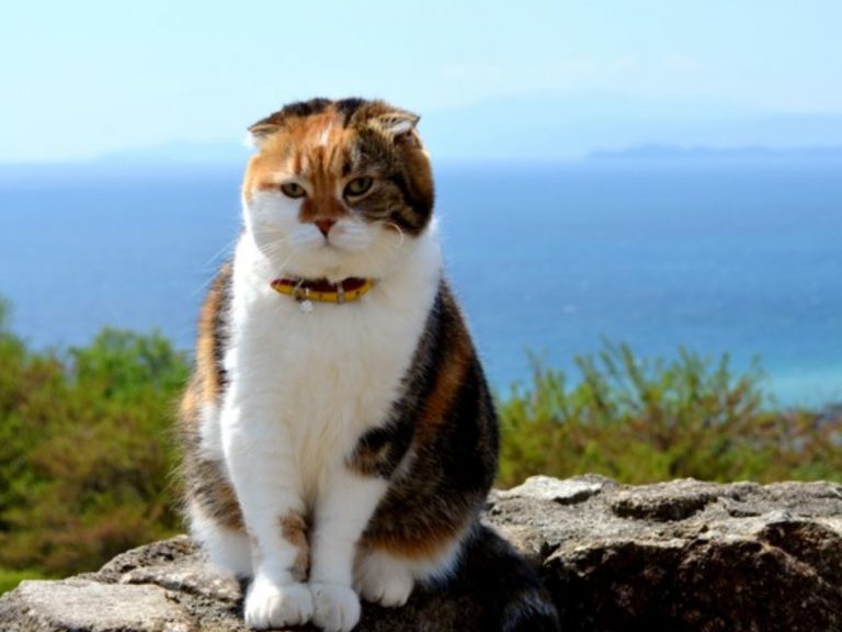 Chami是一隻喜歡登山的貓咪（圖／翻攝自The Asahi Shimbun.com）