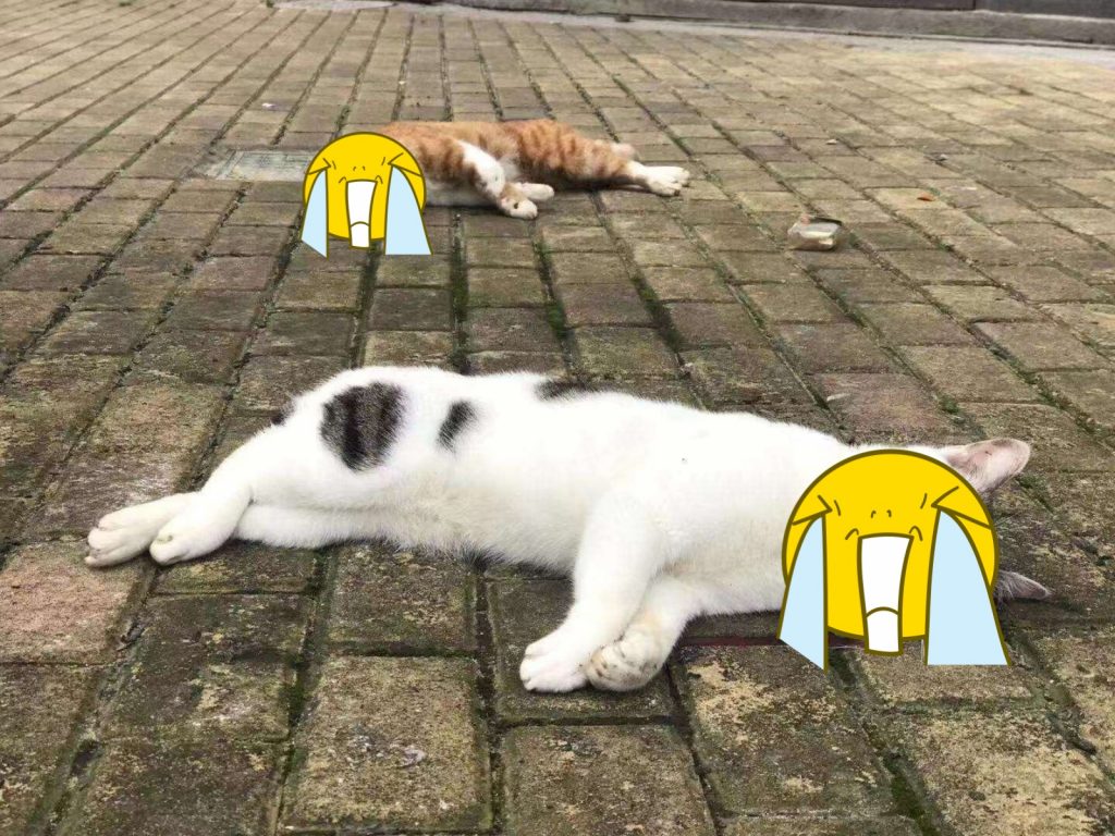 貓狗被狠狠摔死引起網友眾怒。（圖／翻攝自微博） 