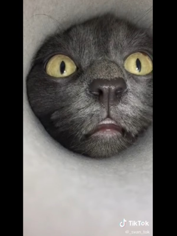 超驚悚視角！黑貓鑽洞猛抽吸　網笑：終於知道食物感受！