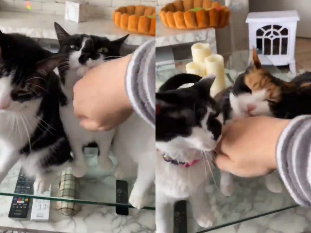 喵喵喵～快摸我！快摸我！快摸我！（圖／Twitter@HOMEALONe_ksk） 