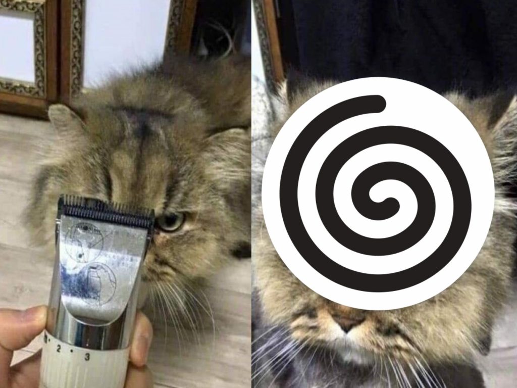 韓國一名奴才想自己幫貓咪剃毛，結果不小心發生悲劇！（圖／翻攝自Instiz）