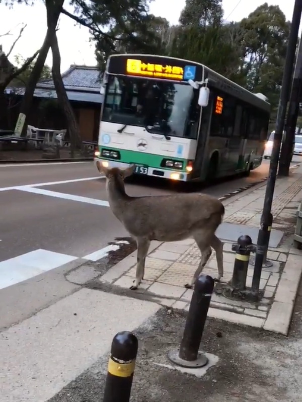 奈良鹿過馬路小心停看聽　見車禮讓還鞠躬網驚：超有禮貌！