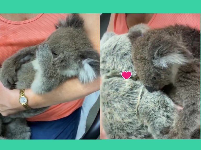 一隻小無尾熊把絨毛布偶當作媽媽緊緊抱著（圖／IG@vetpaulramos）