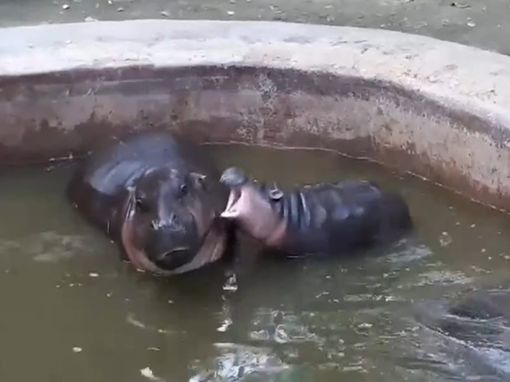 泰國Khao Kheow Open Zoo動物園裡一對河馬母子的互動引人大笑（圖／翻攝自Youtube@Viral Press）