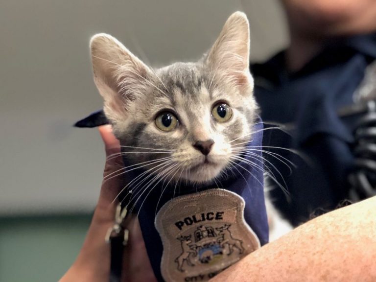 美國警局任命小喵為「波麗士貓大人」　敦親睦鄰全靠牠！
