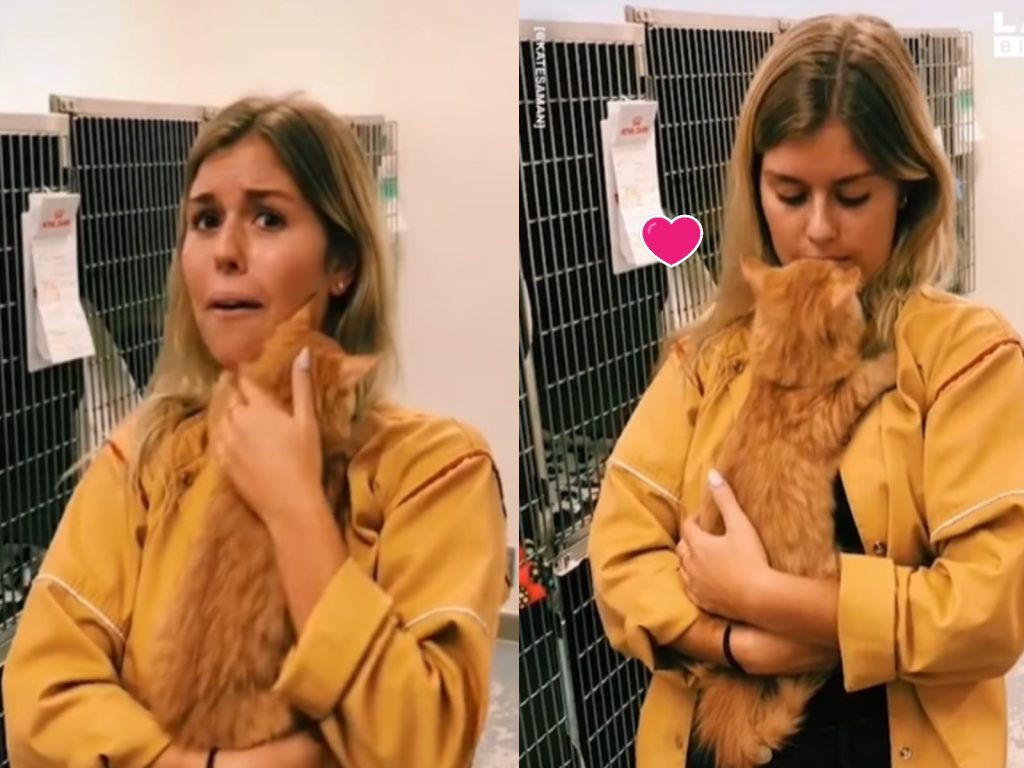 凱特到收容所立刻被一隻橘貓融化她的心（圖／翻攝自FB@LADbible）