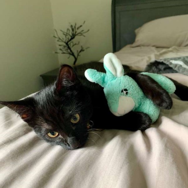 黑貓超愛小毛毯與兔兔玩偶　到哪裡都要帶著它們！