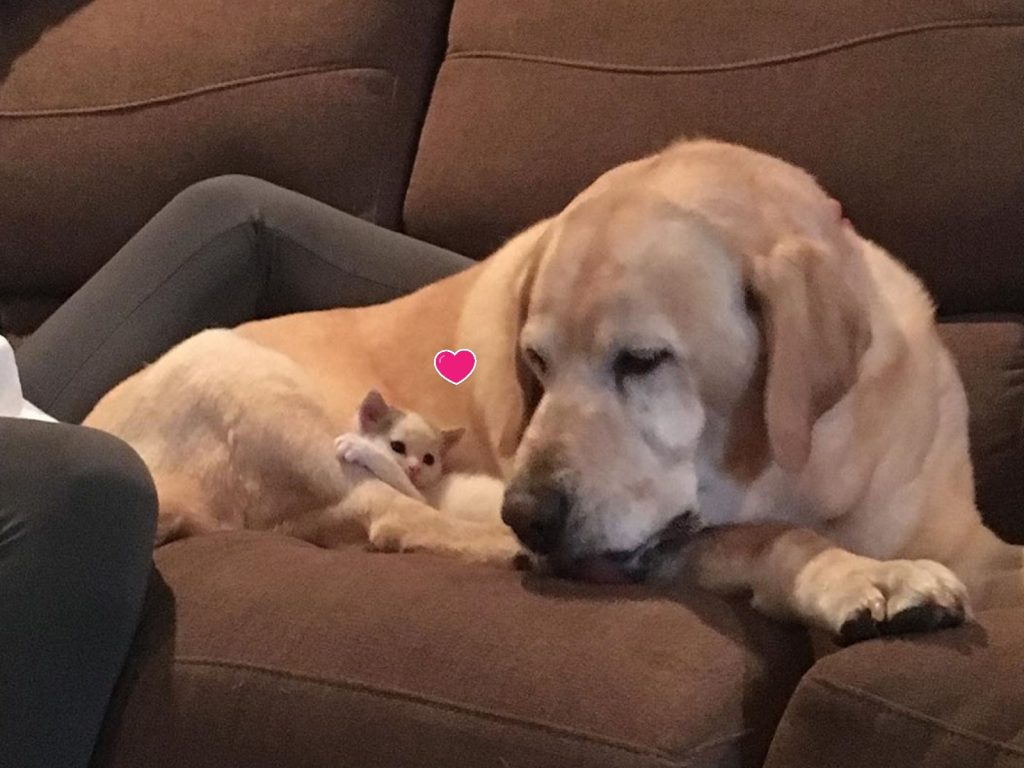 大狗派克斯與小萌貓波莉是跨種族的好朋友（圖／IG@pollyandpax）