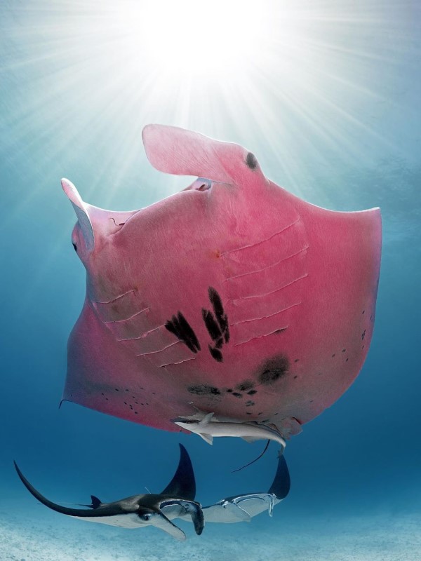 深海攝影奇遇罕見「粉紅大蝙蝠」　竟是全世界唯一一隻！