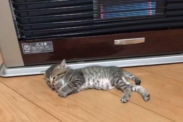 貓咪真的不得了　才四週大就已能掌握暖爐前的最佳位置！