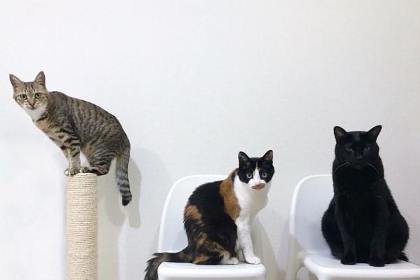 日本三花貓自備「咖啡小口罩」　網笑：偷喝嘎逼吼！