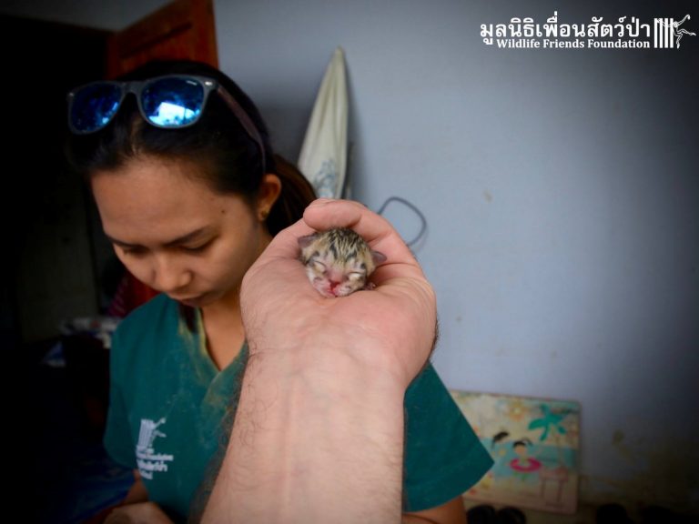 小貓被發現時，才剛出生幾個小時，卻找不到牠的親媽媽。（圖／Wildlife Friends Foundation Thailand） 