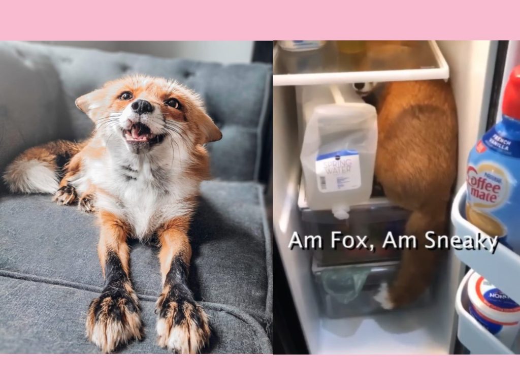 狐狸Juniper被抓到偷溜進冰箱找食物（圖／IG@juniperfoxx）