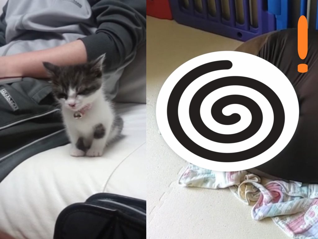 貓咪小時候與長大時的度咕模樣差很大（圖／翻攝自Youtube@cat april）