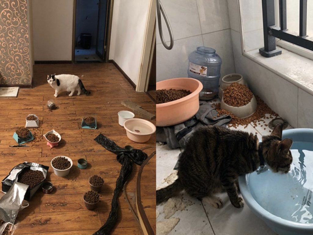 武漢封城後，一群志工四處奔波救援被遺留下來的寵物，提供牠們乾糧與水暫時止飢解渴（圖／boredpanda）