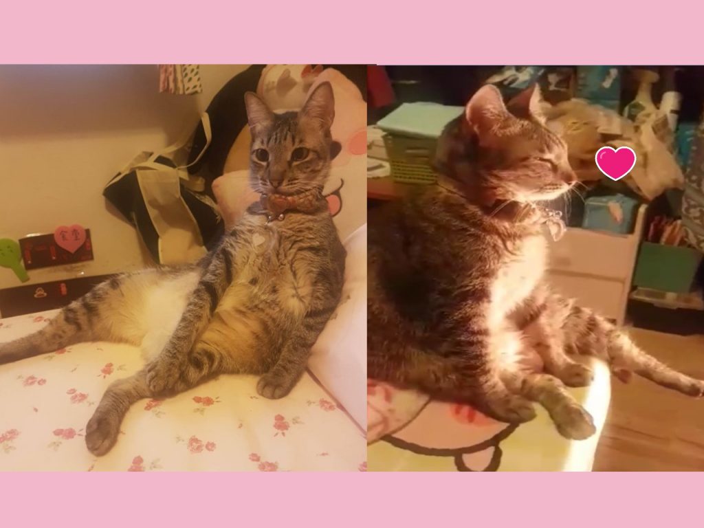 虎斑貓桔桔爽爽烘暖爐（圖／網友黃歆兒授權提供）