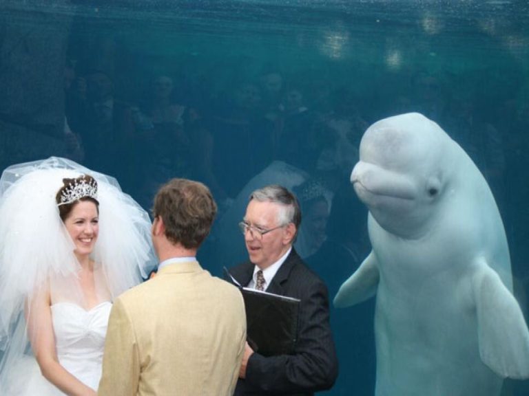 小白鯨參加新人的婚禮（圖／reddit@FishMcBite）