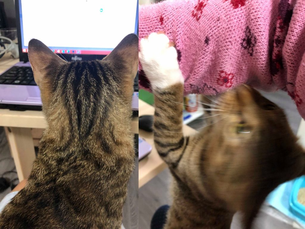 鏟屎的！為什不理我！理我！理我！！！（圖／網友Isabel Li提供） 