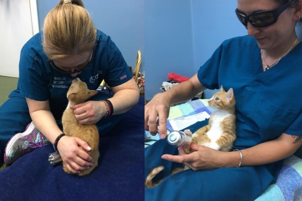 勇敢小橘貓無視癱瘓後腳　決心成為獸醫院內最佳小幫手