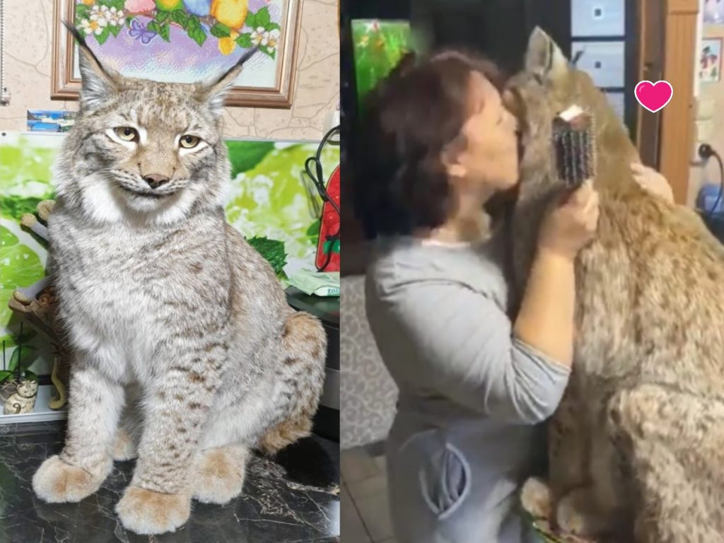 猞猁「馬賽」與馬麻安娜的感情非常好（圖／IG@anyamironova1974）