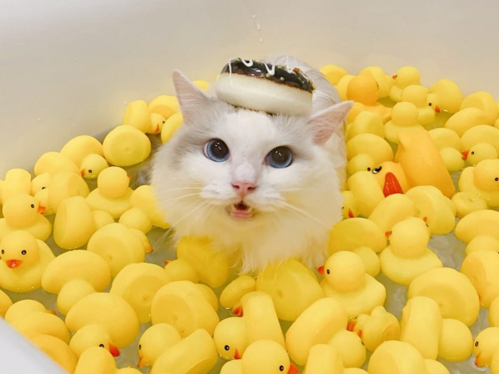 布偶貓貝倫喜歡跟小鴨一起泡澡（圖／IG@baron.0723）