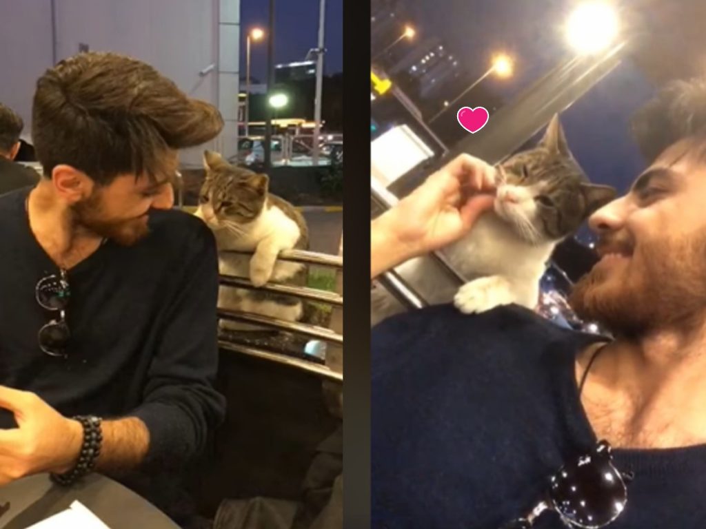 男子在用餐時遇見浪貓趴杆討食（圖／翻攝自FB@Ahmed Slvn）