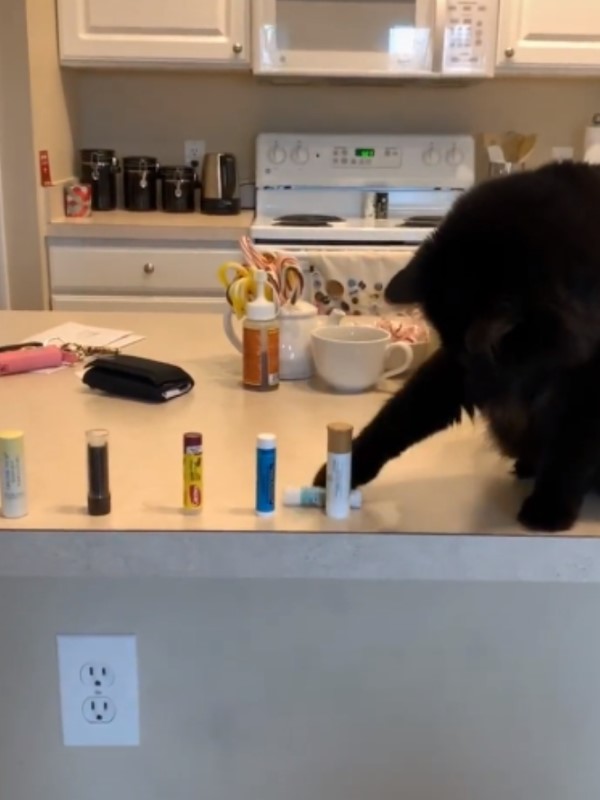 黑貓伸手將桌上東西掃光光　網笑：手真的很癢！