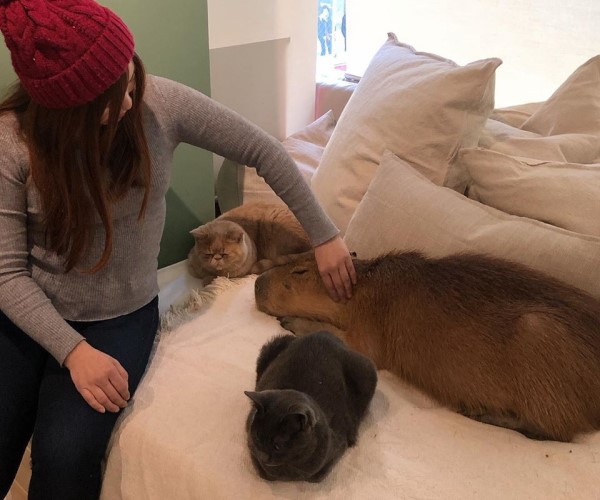 東京療癒系咖啡廳　想跟水豚及貓咪打好關係：摸就對了！