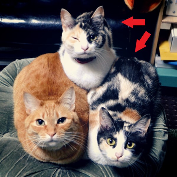 三花貓同胎出生體型差很大　網笑：罐罐肯定被同一隻吃掉！