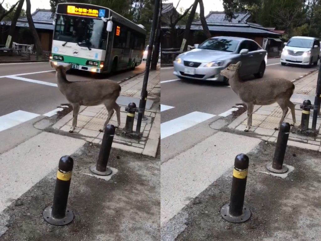 司機先生～霸脫讓偶過啦～（圖／Twitter@valkyrjagsheryl） 