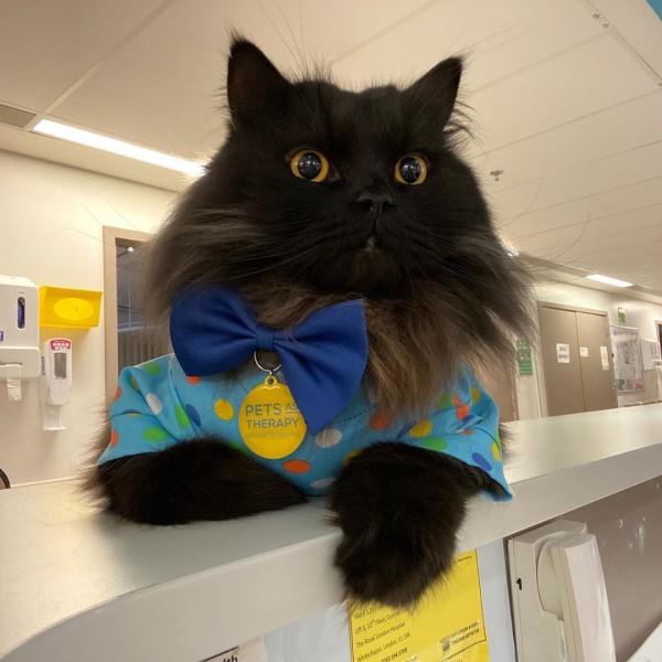 倫敦醫院出現「治療貓」　黑喵：人類的心交給我來守護！