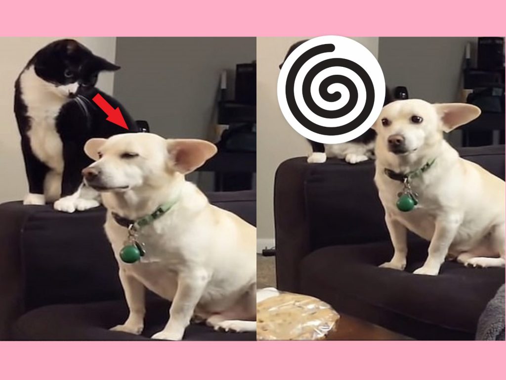 美國一隻賓士貓緊盯著狗狗的後腦袋（圖／翻攝自Youtube@VITALY PETRUKHIN）