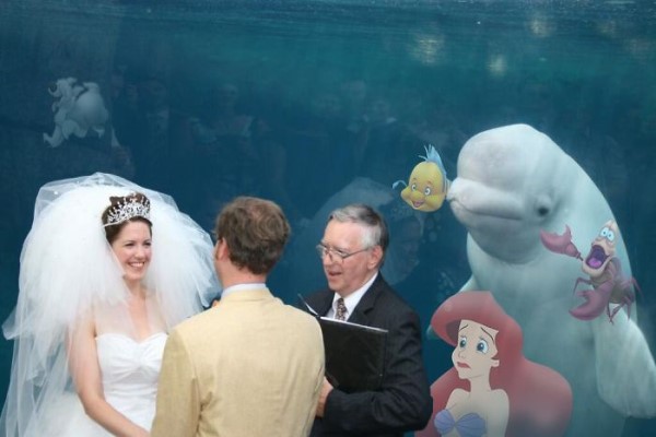 小白鯨亂入婚禮太可愛　竟引出P圖大神變「搞笑梗圖」