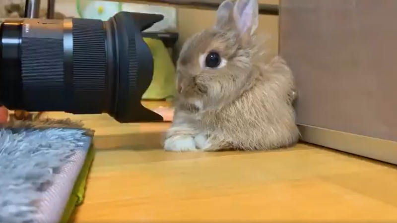 鏡頭步步進逼兔兔全程定格　接吻前10秒超萌畫面獨家直擊！