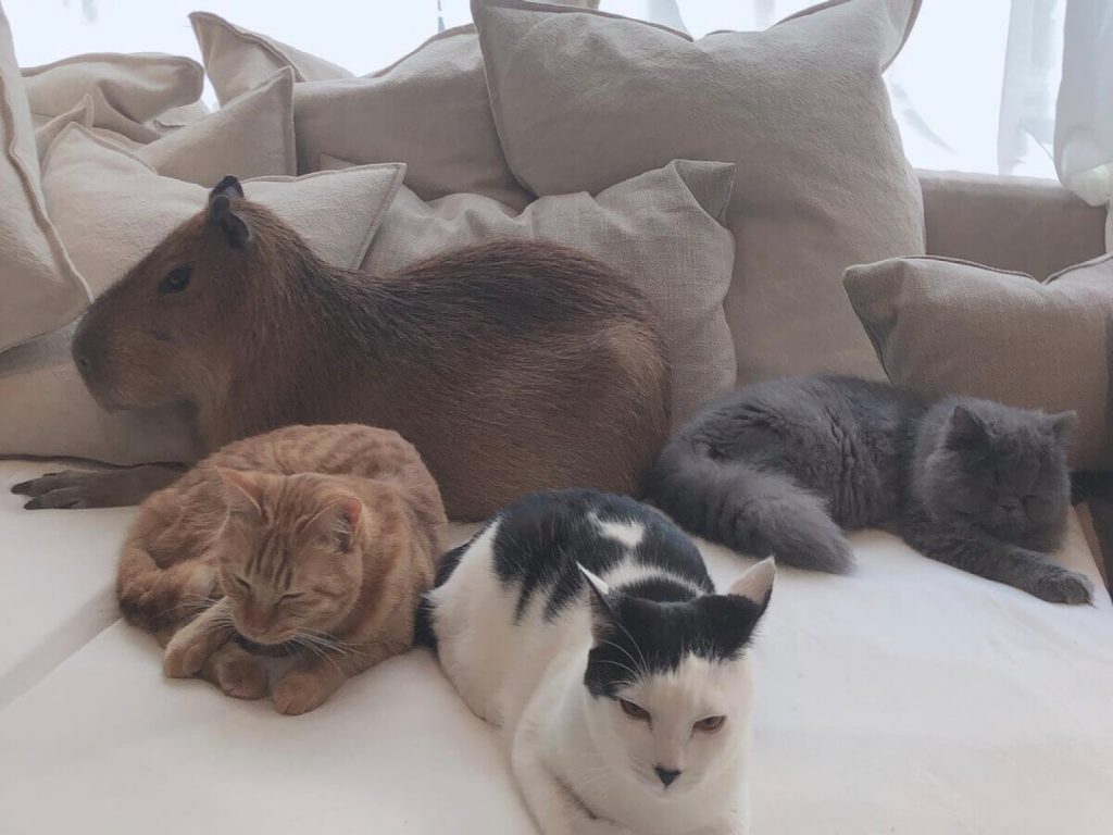 東京吉祥寺出現一間水豚貓咪咖啡廳（圖／FB@カピねこカフェ吉祥寺）