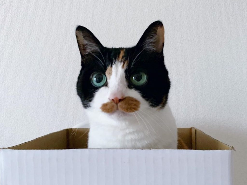 日本三花貓的花色相當特殊（圖／IG@love626gram）