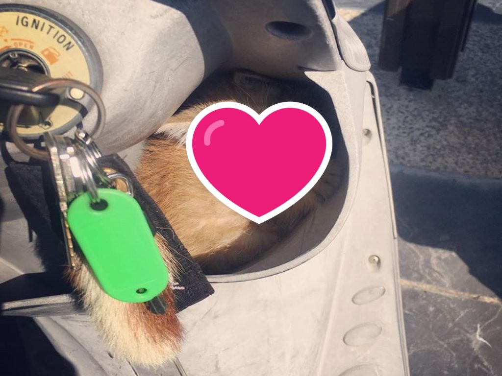 網友杜花兒日前上班時，發現摩托車上有一隻小貓（圖／網友杜花兒授權提供）