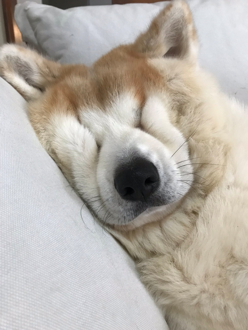 秋田犬睡覺就會擠到臉全變形　網一看驚：你的眼睛呢？ 