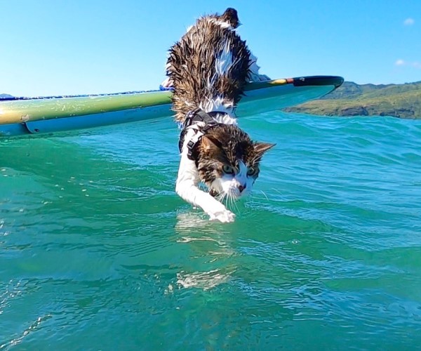 夫妻領養害羞貓咪　發現牠竟是超另類的游泳悍將！