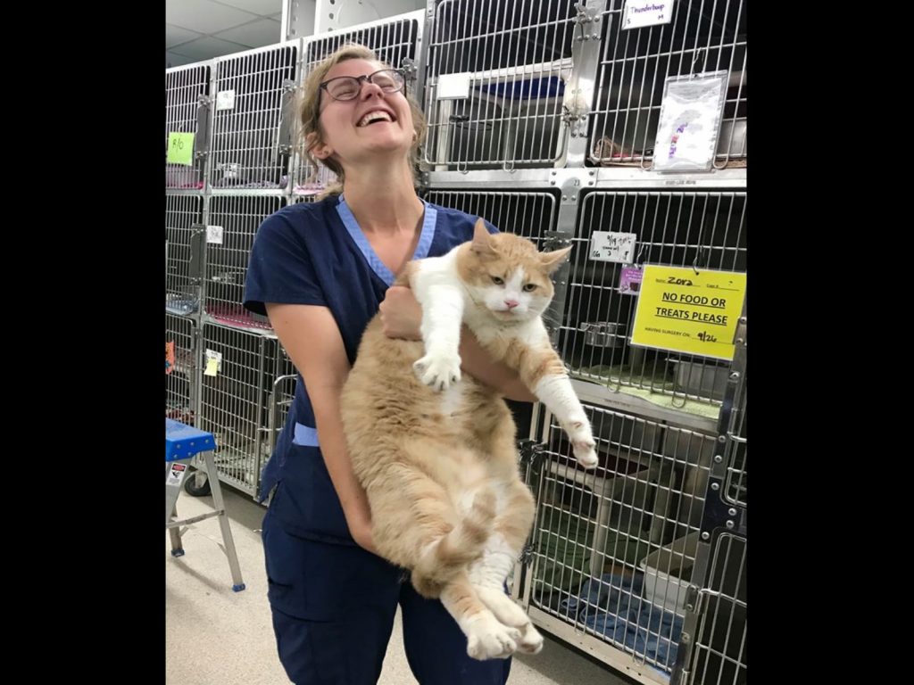 橘貓樂鮑斯基胖到工作人員幾乎快要抱不動牠（圖／FB@DuPage County Animal Services）