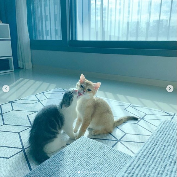 影／韓國小貓享受按摩一臉萌樣　可愛到令人無法呼吸！