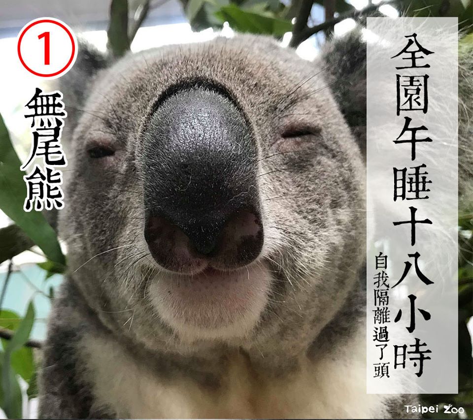 ▲熱門候選人包括一號的可愛無尾熊 | No. 1 candidate is a cute and cuddly koala (FB/Taipei Zoo)