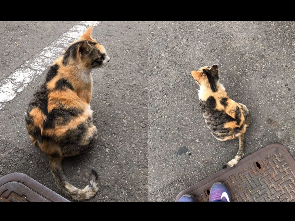網友在路上遇親人浪貓，竟是要幫忙「接生」！（圖／網友Wendy Feng授權提供）