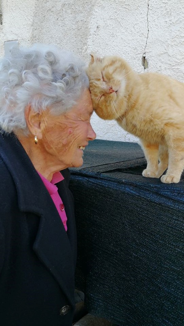 強震失去所有！老奶奶4年後與愛貓幸運重逢緊緊相依：有你就夠了